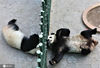 2020年12月2日，辽宁沈阳，棋盘山森林动物园，游客在室内观赏熊猫撒欢、戏嬉等。据介绍，四只大熊猫冰清、冰华、浦浦、发发，入冬之后，住进了有地热、空调和透光天棚的室内运动场。室内温度保持在18℃左右。
