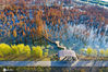 2020年11月29日，南京六合池杉湖国家湿地公园，上帝视角俯瞰大地，初冬也是色彩缤纷，美轮美奂。来源：刘伟/IC photo 编辑/刘佳