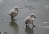 2020年12月30日报道,北京天寒地冻，圆明园网红黑天鹅夫妇带领五只新出生的宝宝在冰上遛弯、湖中戏水觅食，憨态可掬。