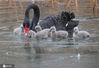 2020年12月30日报道,北京天寒地冻，圆明园网红黑天鹅夫妇带领五只新出生的宝宝在冰上遛弯、湖中戏水觅食，憨态可掬。