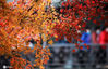 2020年12月5日，冬日时节，江苏省扬州市何园景区层林尽染，枫叶色彩缤纷，“枫景”迷人，吸引众多游客和摄影爱好者前来观赏拍摄。