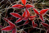 2020年12月5日，江苏省淮安市古淮河景区植物凝结了一层霜，宛若镶上了一圈花边。“大雪”节气将至，受冷空气影响，淮安市气温持续在零摄氏度以下并出现霜冻。