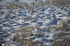 2020年12月6日，新疆巴里坤，12月5日的一场大雪让冬日的大草原银装素裹，壮美如画。