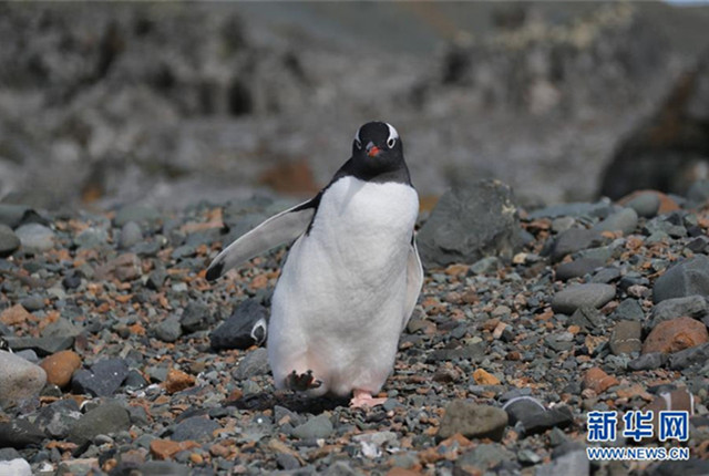 与自然和谐相处：南极长城站的企鹅与贼鸥