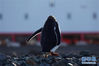 　长城站站区里的企鹅（2月10日摄）。新华社记者 刘诗平 摄