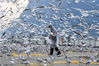 2020年2月14日，工作人员在昆明海埂大坝为红嘴鸥投食。