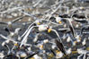 2020年2月14日，红嘴鸥在昆明海埂大坝进食。
