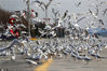 2020年2月14日，工作人员在昆明海埂大坝为红嘴鸥投食。