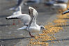 2020年2月14日，红嘴鸥在昆明海埂大坝进食。
