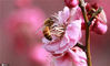 2020年2月19日，是二十四节气中的“雨水”，江苏省扬州市气温的逐步转暖，扬州市蜀冈西峰生态公园内的梅花竞相绽放，辛勤的小蜜蜂开始了忙碌的“春耕”。来源：东方IC 孟德龙/IC photo

