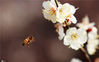 2020年2月19日，一只小蜜蜂在在扬州市蜀冈西峰生态公园内盛开的梅花上采蜜。
