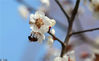 2020年2月19日，一只小蜜蜂在在扬州市蜀冈西峰生态公园内盛开的梅花上采蜜。