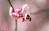 2020年2月19日，一只小蜜蜂在在扬州市蜀冈西峰生态公园内盛开的梅花上采蜜。