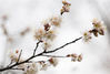 2月25日，江苏省南京市，当日，一场春雨后，南京最佳赏樱盛地鸡鸣寺路上的樱花“消息树”开始绽放。初春时节，率先绽放的白色的樱花尤显美丽。