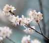 2月25日，江苏省南京市，当日，一场春雨后，南京最佳赏樱盛地鸡鸣寺路上的樱花“消息树”开始绽放。初春时节，率先绽放的白色的樱花尤显美丽。
