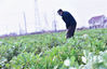  2020年2月27日，早春时节，江苏省如皋市农民抓紧农时，纷纷走进田间地头忙于农事生产，加强春耕春管。
