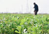  2020年2月27日，早春时节，江苏省如皋市农民抓紧农时，纷纷走进田间地头忙于农事生产，加强春耕春管。
