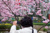 2020年2月27日，市民在南京和平公园拍摄樱花。随着气温回升，南京和平公园内的早樱绚丽绽放，一派春意盎然的景象。
