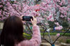 2020年2月27日，市民在南京和平公园拍摄樱花。随着气温回升，南京和平公园内的早樱绚丽绽放，一派春意盎然的景象。来源：IC photo  苏阳/IC photo

