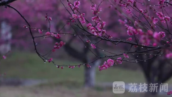 烟雨江南春色美  雨中赏梅令人醉