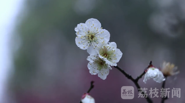 烟雨江南春色美  雨中赏梅令人醉