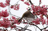 2020年3月9日，贵州省贵阳市一住宅小区里的樱花陆续绽放，吸引不少小鸟嬉戏飞舞，呈现出浓浓的春意。