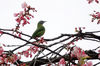 2020年3月9日，贵州省贵阳市一住宅小区里的樱花陆续绽放，吸引不少小鸟嬉戏飞舞，呈现出浓浓的春意。