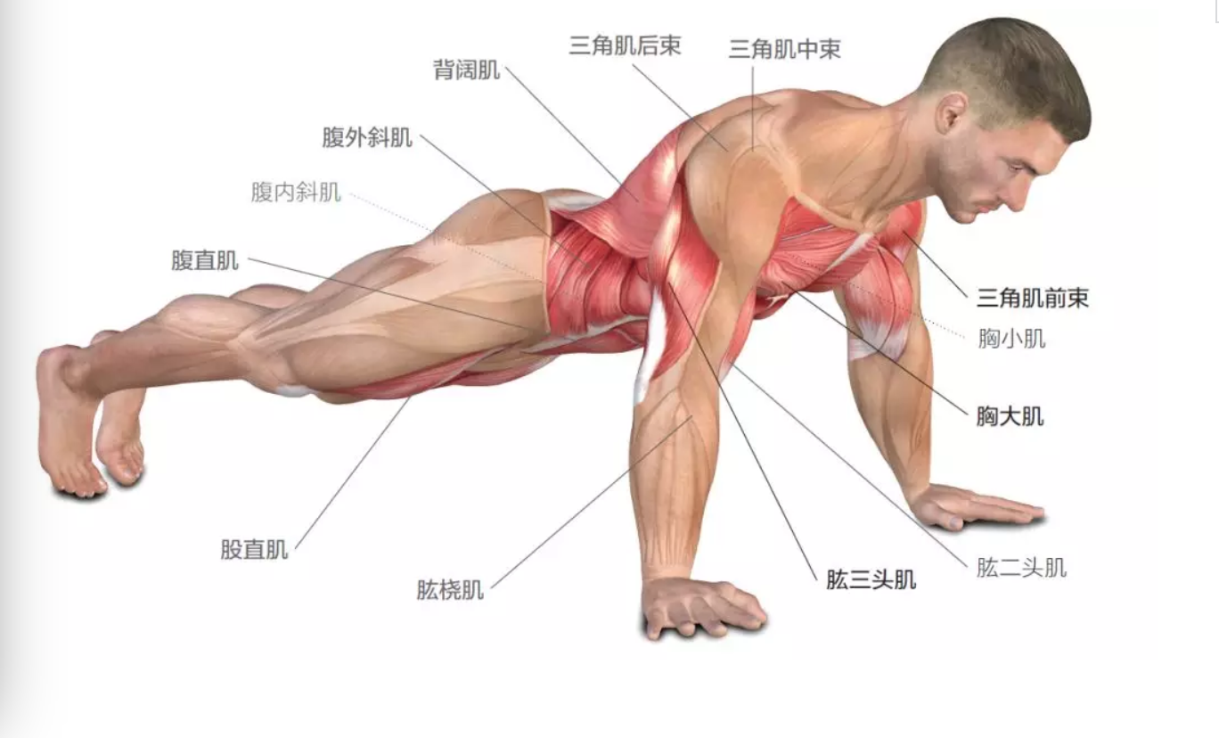 俯卧撑是锻炼胸肌,手臂的黄金动作,同时还能带动背部,腹部肌群,在家就