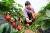 A farmer picks strawberries in a greenhouse in Pukou District of Nanjing, east China's Jiangsu Province, March 11, 2020. Agricultural production has started in Pukou District of Nanjing during the early spring season. (Xinhua/Li Bo)