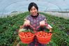 A farmer shows freshly-picked strawberries in a greenhouse in Pukou District of Nanjing, east China's Jiangsu Province, March 11, 2020. Agricultural production has started in Pukou District of Nanjing during the early spring season. (Xinhua/Li Bo)