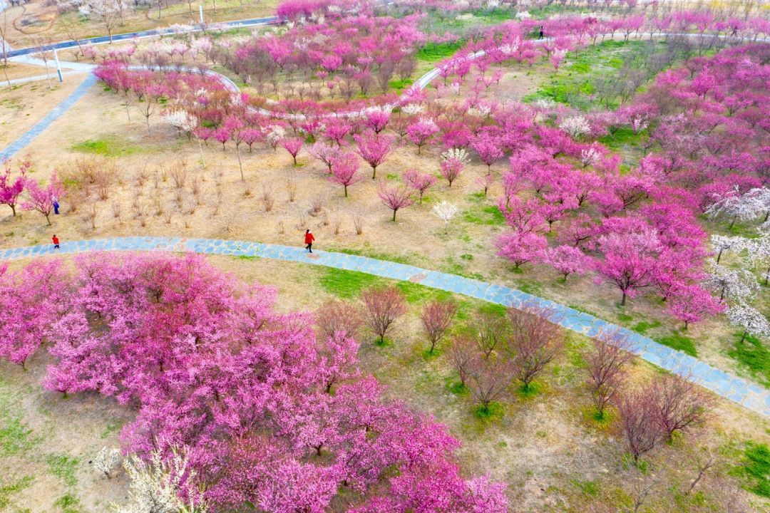 唤醒一座城,宿迁三台山有"花"说!