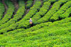 2020年3月10日，云南玉溪峨山茶园，茶农开始采摘明前茶。 耿伟超/IC photo
