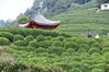 2020年3月11日，杭州西湖龙井村龙井茶茶园即将开始采茶。 杭杭/IC photo
