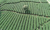 2020年3月11日，江西省吉安市遂川县汤湖镇千亩茶园基地，茶农在采摘春茶。李建平、徐镇镇/IC photo
