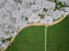 2020年3月14日，阳春三月，贵州贵安新区，平坝农场樱花园与周边茶园相映成趣，美不胜收。 岳旺/IC photo
