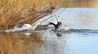 2020年3月15日早晨，河北省邯郸市鸡泽县天鹅湖的白天鹅在阳光里游弋、求爱、嬉戏，尽情享受春天的愉悦。