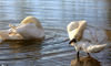 2020年3月15日早晨，河北省邯郸市鸡泽县天鹅湖的白天鹅在阳光里游弋、求爱、嬉戏，尽情享受春天的愉悦。