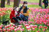 2020年3月15日，江苏省南京市，人们在南京中山植物园郁金香花丛中拍照留影。