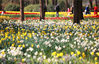 2020年3月15日，江苏省南京市，人们在南京中山植物园赏花游玩。