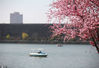 2020年3月15日，江苏省南京市，人们在钟山风景区的前湖划船游玩。