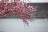 2020年3月15日，江苏省南京市，在南京中山植物园拍摄的盛开的樱花。