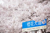 2019年4月7日，在位于青岛的中国海洋大学校园内，几百米樱花虚烂漫绽放，将樱花大道装扮一新，粉色的樱花浪漫无比，许多学生也穿着各类特色服装前来拍照打卡，留下这美丽的景色。聂海石/IC photo