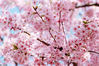 2020年3月6日，上海，人间三月天，春光一片。上海辰山植物园继续闭园，不过园内樱花火力全开，长约800米的樱花大道两旁，粉红色花朵构筑了一条如梦如幻的粉色隧道。柏可林/IC photo