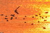2020年3月14日，在青岛市胶州湾国家级海洋公园城阳段水域的霞光中，海鸟翩跹如诗如画。王海滨/IC photo