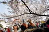 2007年3月25日，天气晴朗，武汉大学迎来了数万人次的赏樱花游客。创历年樱花游客流量新高。在川流不息的游客中，除了本市市民之外，还有广东等地专门组团来汉赏樱花的。广东来汉的樱花游客兴致勃勃地拍照留影。