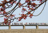 2008年4月26日，大连旅顺龙王塘公园樱花绽放满园飘香，当日“绽放樱花迎奥运”第四届大连旅顺樱花节在旅顺龙王塘、203高地、太阳沟三地同时举行。