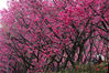 2009年2月16日，阳明山花季尚未开始，山上八重樱、山樱早已盛开，不少台北市民提前上山赏花。