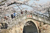 2012年04月03日，游客在江苏无锡鼋头渚风景区内游览，欣赏盛开的樱花。 