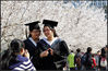 2012年04月04日，上海，同济大学杨浦校区内百米樱花大道两旁樱花盛开，游人如织。