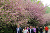 2012年4月17日，江苏无锡市太湖鼋头渚风景区内的樱花树竞相吐艳。